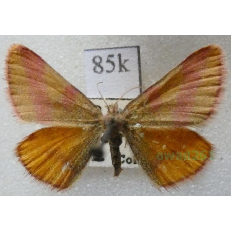 Lythria cruentaria (Hufnagel, 1767) Sudamek szczawiak Czech85k